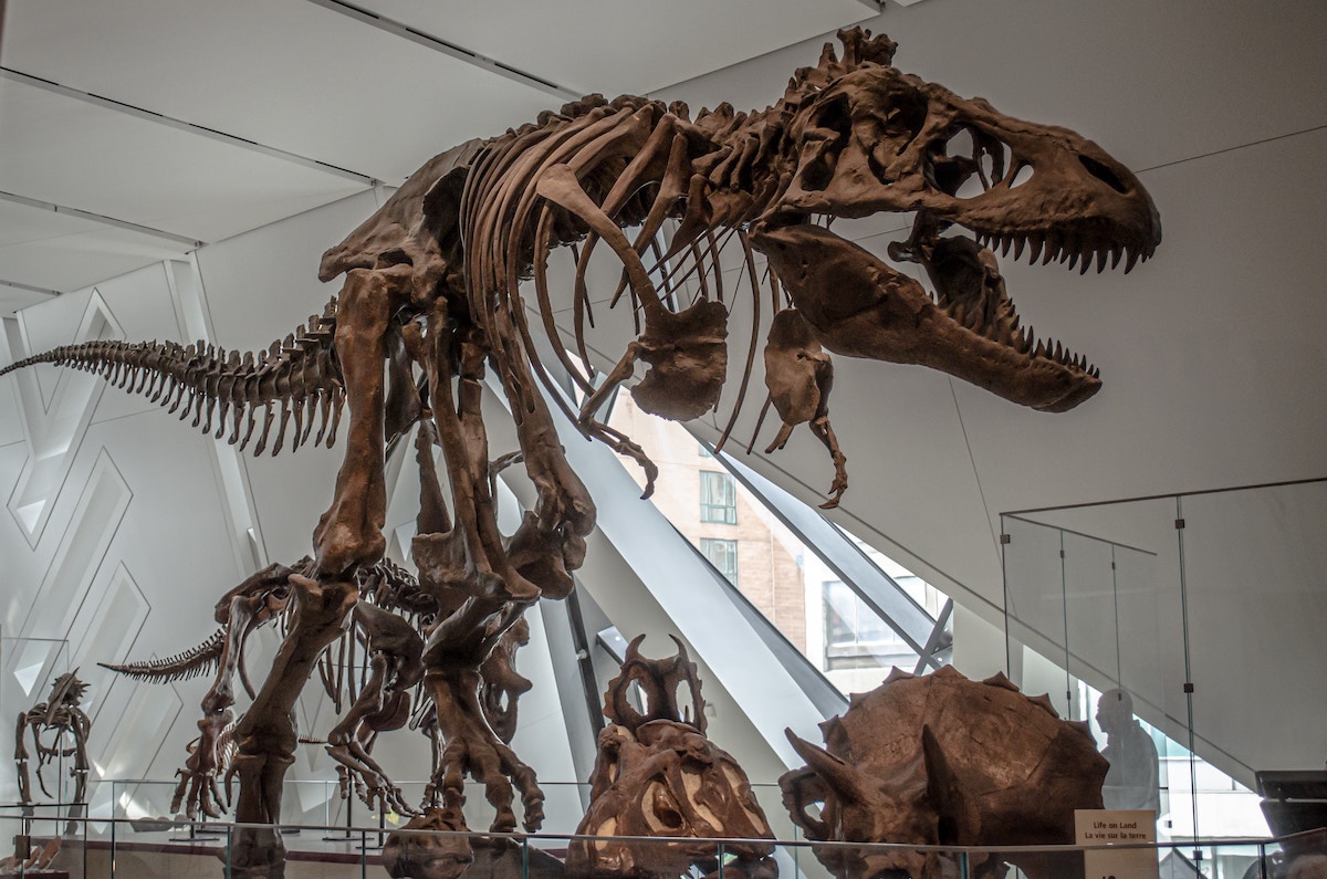Dinosaur Trips : un itinéraire hors du temps axé sur les découvertes paléontologiques
