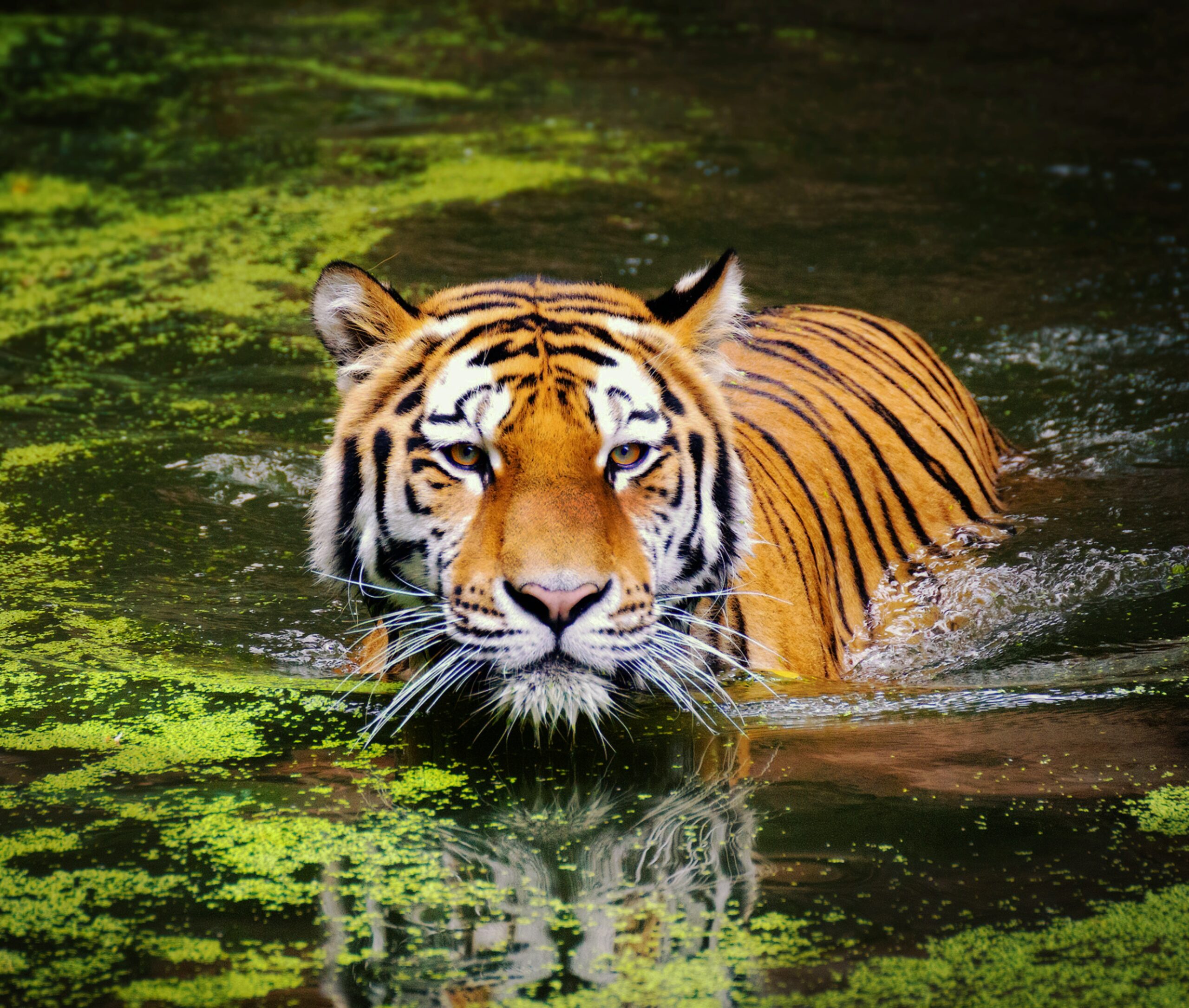 3.000 est le nombre de tigres sauvages en Inde