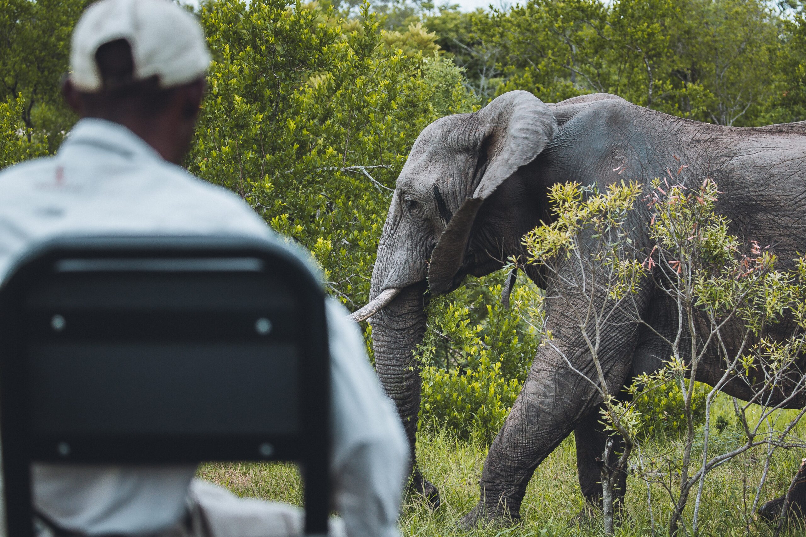 Comment préparer son prochain safari au Parc Kruger ?