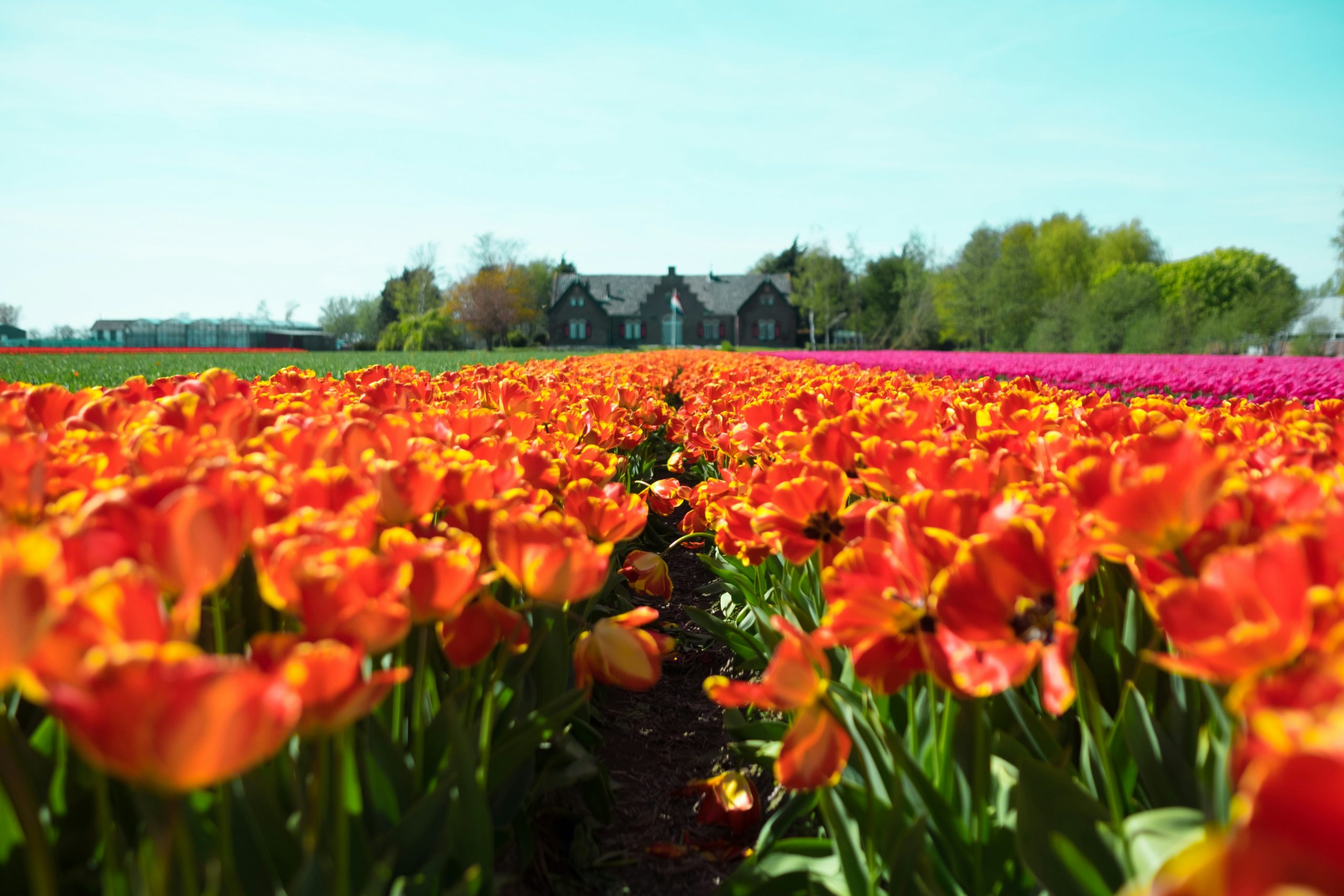 Une experte en tulipes comme guide dans les plus endroits fleuris des Pays-Bas.